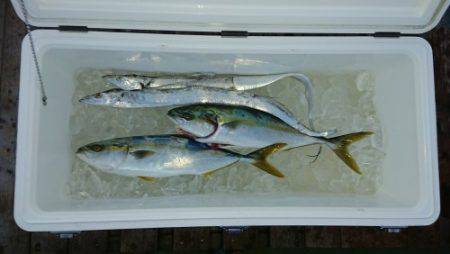 火遠理丸（ほおりまる） 釣果