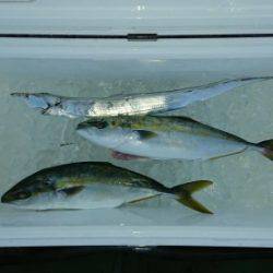 火遠理丸（ほおりまる） 釣果