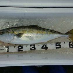 火遠理丸（ほおりまる） 釣果