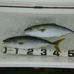 火遠理丸（ほおりまる） 釣果