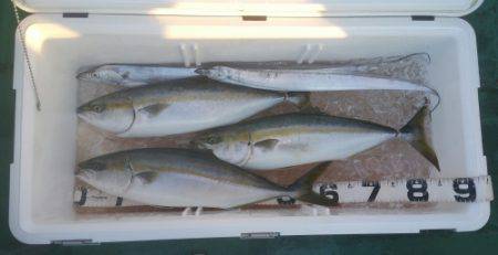 火遠理丸（ほおりまる） 釣果