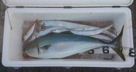 火遠理丸（ほおりまる） 釣果