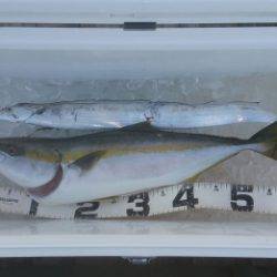 火遠理丸（ほおりまる） 釣果