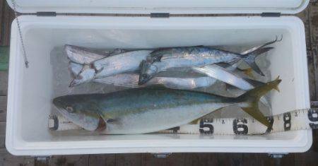 火遠理丸（ほおりまる） 釣果