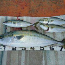 火遠理丸（ほおりまる） 釣果