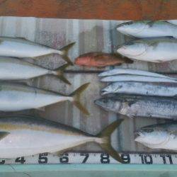 火遠理丸（ほおりまる） 釣果