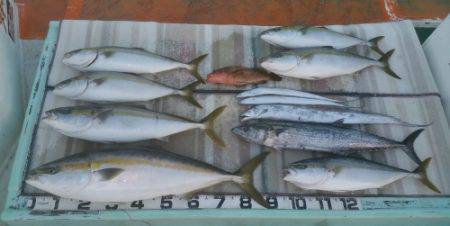 火遠理丸（ほおりまる） 釣果