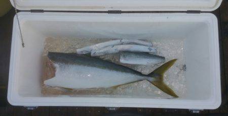 火遠理丸（ほおりまる） 釣果