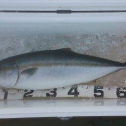 火遠理丸（ほおりまる） 釣果