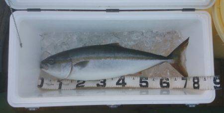 火遠理丸（ほおりまる） 釣果