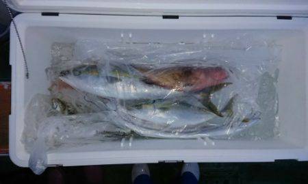 火遠理丸（ほおりまる） 釣果