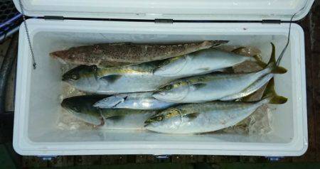 火遠理丸（ほおりまる） 釣果