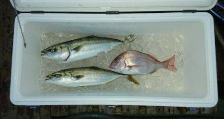 火遠理丸（ほおりまる） 釣果