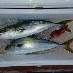 火遠理丸（ほおりまる） 釣果