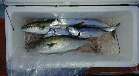 火遠理丸（ほおりまる） 釣果