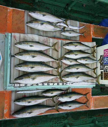 火遠理丸（ほおりまる） 釣果