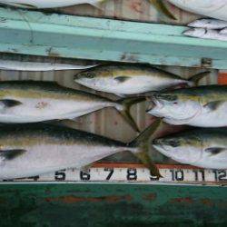 火遠理丸（ほおりまる） 釣果