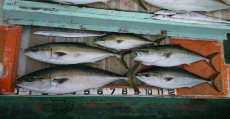 火遠理丸（ほおりまる） 釣果
