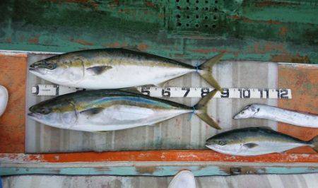 火遠理丸（ほおりまる） 釣果