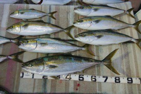 火遠理丸（ほおりまる） 釣果