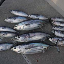 へいみつ丸 釣果