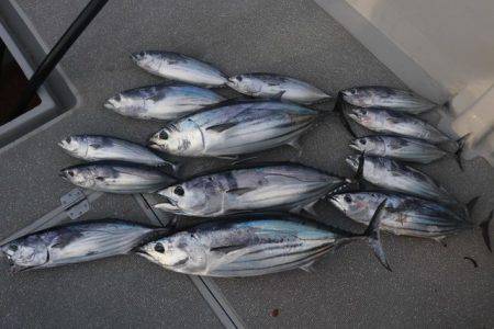 へいみつ丸 釣果