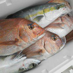 こうゆう丸 釣果