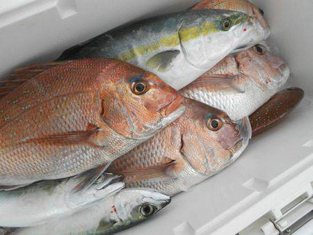 こうゆう丸 釣果