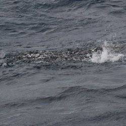 へいみつ丸 釣果