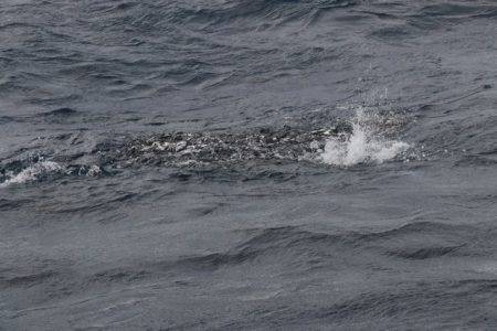 へいみつ丸 釣果