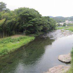 狩野川(狩野川漁業協同組合) 釣果