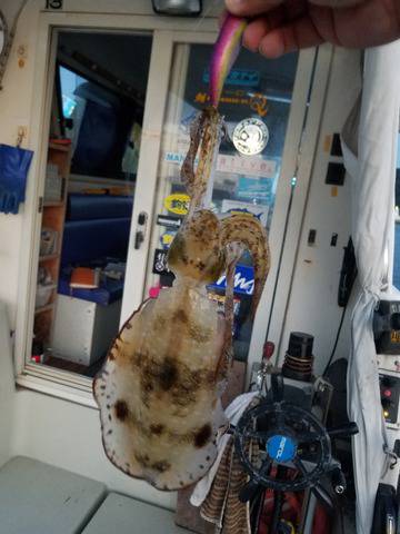 遊漁船 ニライカナイ 釣果