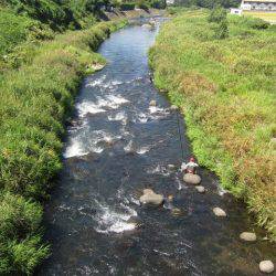 狩野川(狩野川漁業協同組合) 釣果