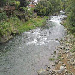 狩野川(狩野川漁業協同組合) 釣果