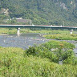 狩野川(狩野川漁業協同組合) 釣果