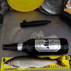 狩野川(狩野川漁業協同組合) 釣果