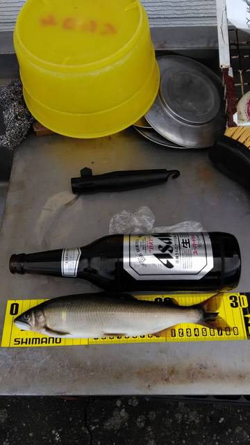 狩野川(狩野川漁業協同組合) 釣果