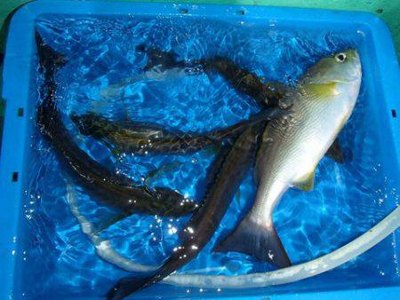 第二むつ漁丸 釣果