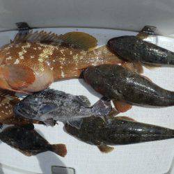 TOPGUN名古屋 釣果