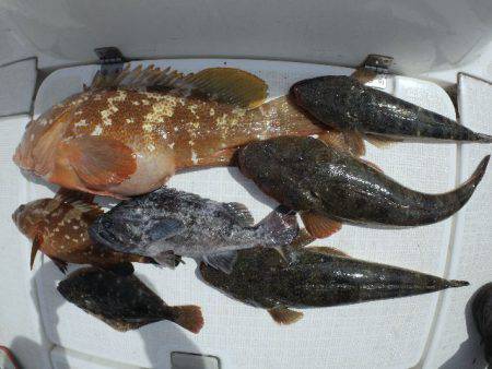 TOPGUN名古屋 釣果