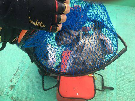 由良渡船 釣果