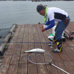 淡路じゃのひれフィッシングパーク 釣果