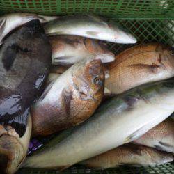 淡路じゃのひれフィッシングパーク 釣果