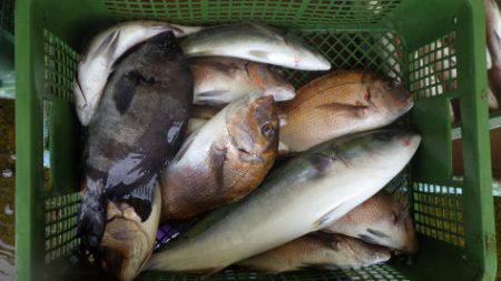 淡路じゃのひれフィッシングパーク 釣果