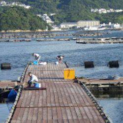 淡路じゃのひれフィッシングパーク 釣果