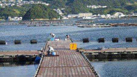 淡路じゃのひれフィッシングパーク 釣果
