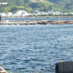 淡路じゃのひれフィッシングパーク 釣果