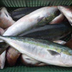 淡路じゃのひれフィッシングパーク 釣果