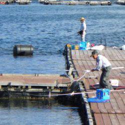 淡路じゃのひれフィッシングパーク 釣果