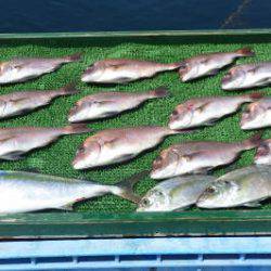 淡路じゃのひれフィッシングパーク 釣果